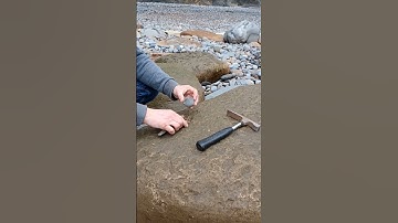 Ammonite fossil nodules don