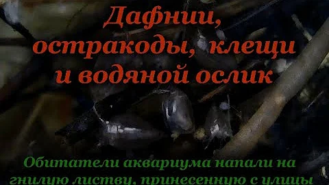 Дафнии, остракоды, клещи и водяной ослик