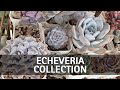 My full echeveria collection tour