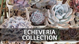 My Full Echeveria Collection Tour by Thang Plants 1,498 views 7 months ago 30 minutes