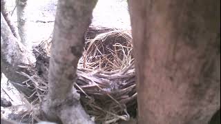 Robin building the perfect nest