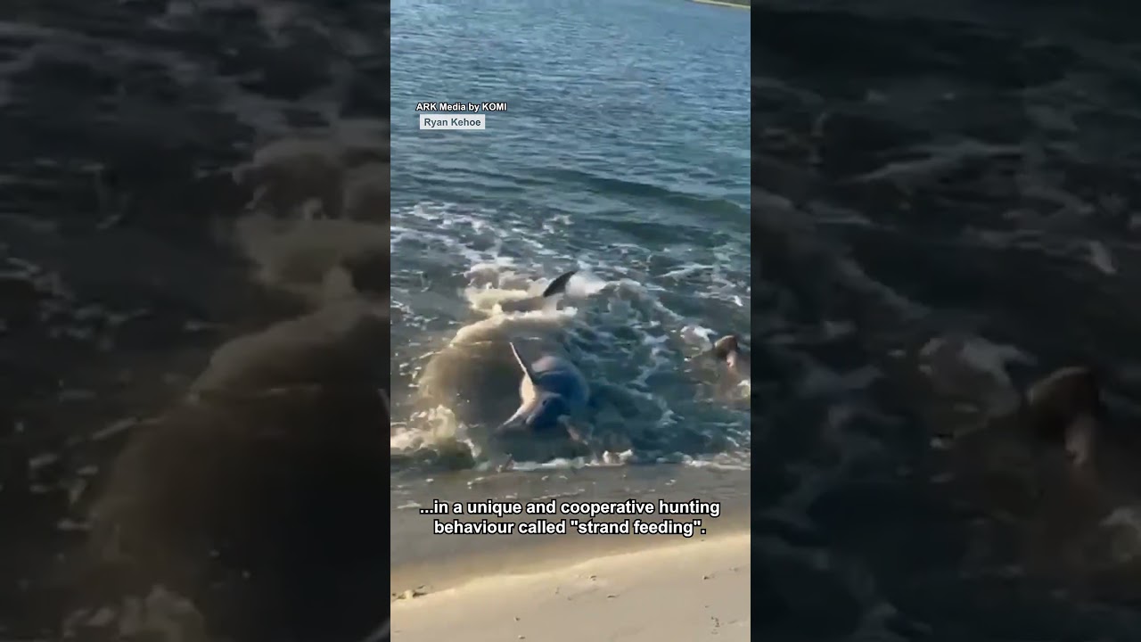 True teamwork is at play 🐬