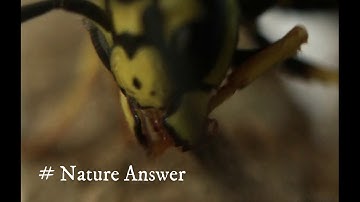 Ultra Slow motion capture of a wasp while cleaning. A true closeup