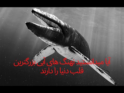 تصویری: حقایق جالب در مورد نهنگ ها