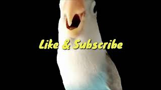 lovebird cobalt pancing ngekek