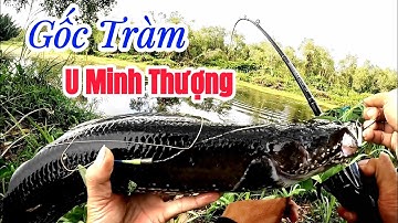 Hành trình săn huro | #Câu cá lóc rừng U Minh Thượng | #@huukhuynhkiengiang ( tập 73)