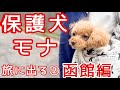 【保護犬】車中泊で北海道旅 函館から追分ソーランライン ハイエースキャンピングカー #繁殖引退犬 #トイプードル 