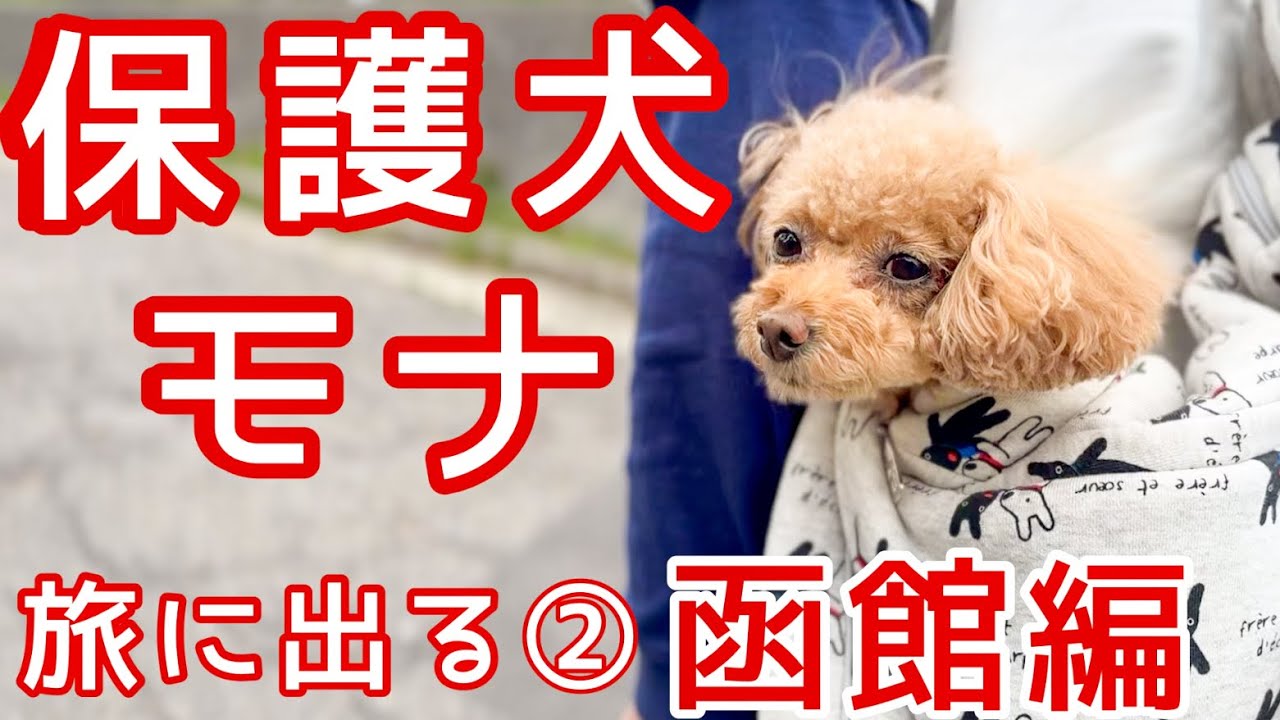 【保護犬】車中泊で北海道旅 函館から追分ソーランライン ハイエースキャンピングカー #繁殖引退犬 #トイプードル 