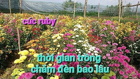 Cúc ruby ngũ sắc thời gian trồng đúng tết