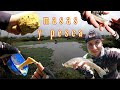 MASA para PEJERREY CHILENO y CARPAS|PESCA de PEJERREY CHILENO|CARPAS|PERCA TRUCHA