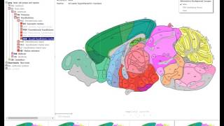 Allen atlas brain map org guide