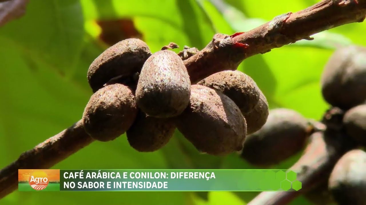 Yara Brasil - Você sabe a diferença entre café arábica e conilon