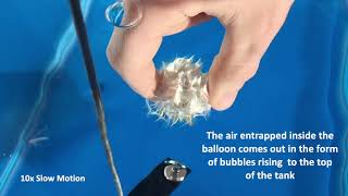 Air-encapsulating elastic mechanism of submerged Taraxacum blowballs