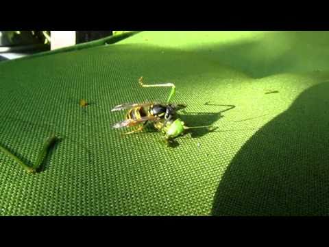 Video: Is cicade een sprinkhaan?
