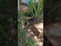 mi pequeña Robin 🐈🥰👌