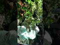 Rasa yang tertinggal /hanifhahnsmule