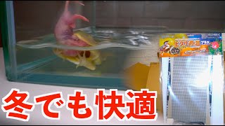 バジェットガエルが寒そう！みどり商会ピタリ適温プラス 3号 [爬虫類両生類飼育用ヒーター]導入#Lepidobatrachus laevis