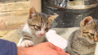 Hungry kittens waiting for lunch