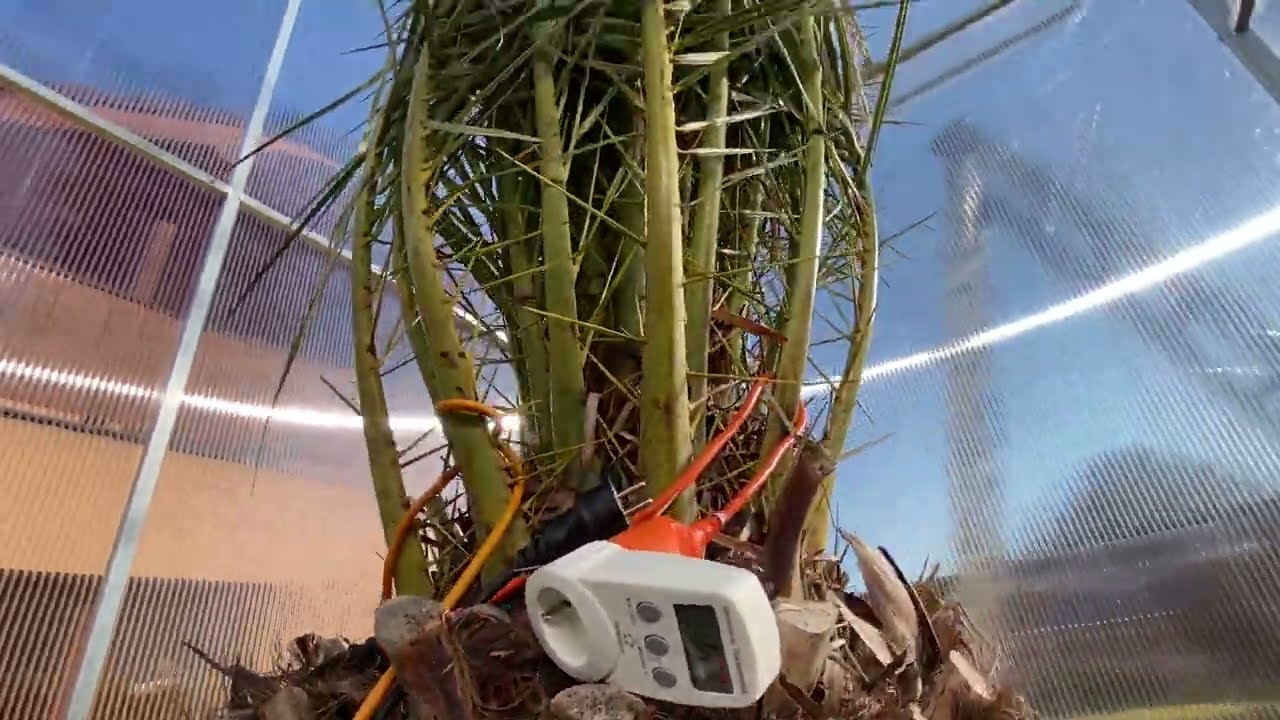 Palmy a Zahrady - Czech Republic - winter protection for CIDP ( Phoenix canariensis - zone 5a/b