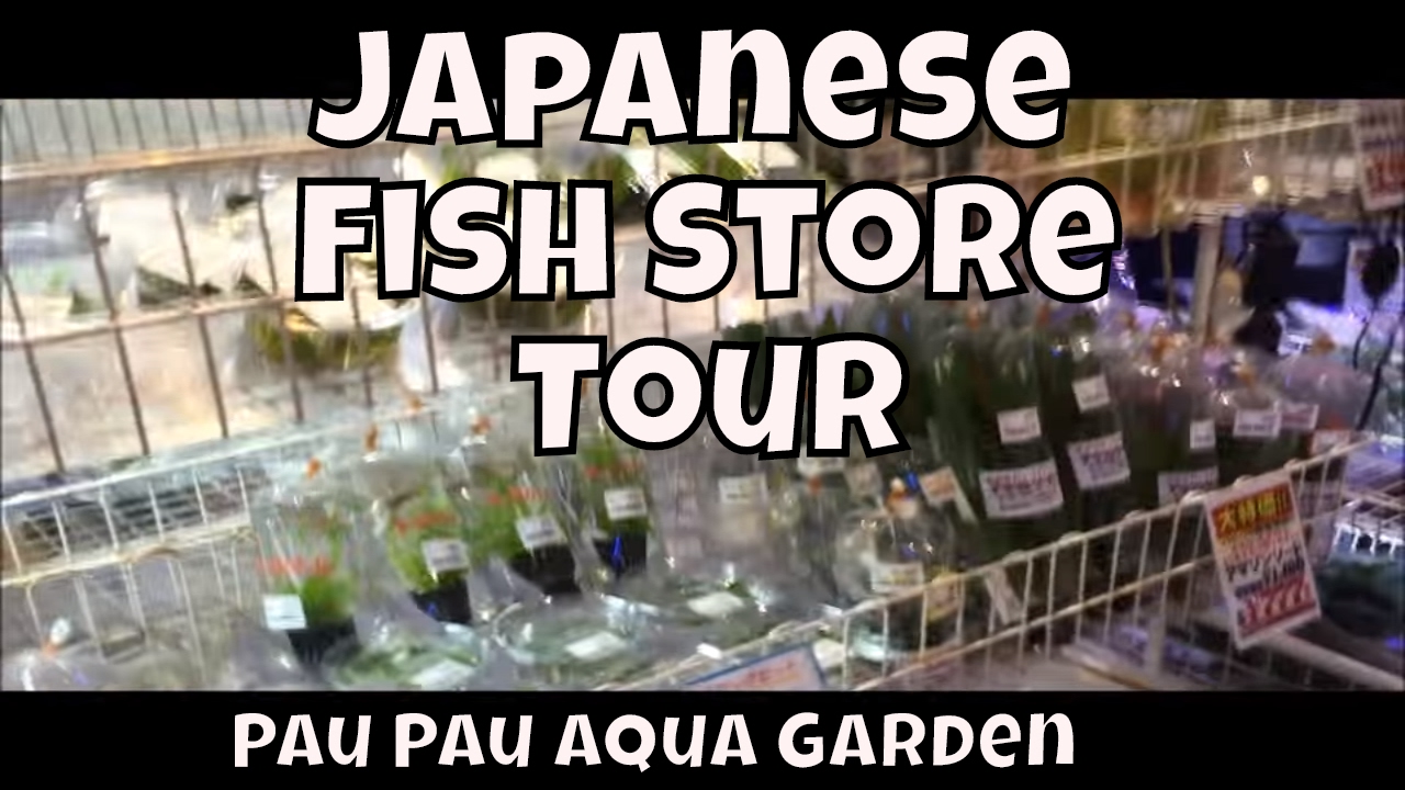 Japanese Fish Store Tour Fish Store Japan 3 Shinjuku, Pau Pau Aqua