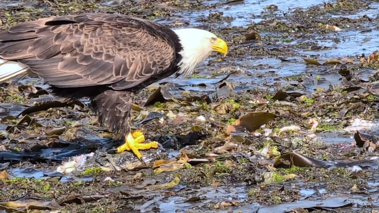 Two Bald Eagles Feast on Discarded Fish at Bishop's Beach, Homer, Alaska