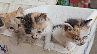 A litter of kittens were packed and abandoned. They were dirty and hungry. They saw their milk swal