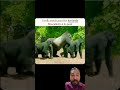 Gorilla monkey shorts #monkey #shorts #viral
