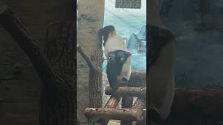 Папочка Жуи хулиганит #panda #pandas #пандакатюша #катюша #animals #cuteanimals #zoo #wildlife