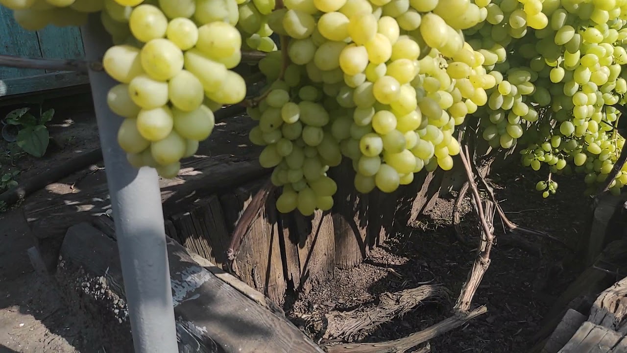 Виноград в Омске, сезон 2021, предварительные результаты этого сезона