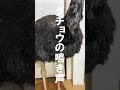 ダチョウの鳴き声って知ってる!?【美里オーストリッチファーム】#shorts