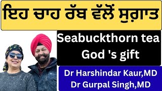 ⁣1053 - Seabuckthorn tea ! God\'s gift! ਇਹ ਚਾਹ ਰੱਬ ਵੱਲੋਂ ਸੁਗ਼ਾਤ !!!