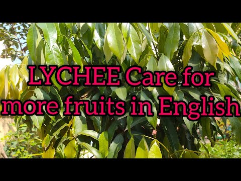 Video: Fructe care cad din copacul de litchi - De ce scad fructele din copacul meu de litchi