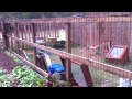 Organic Garden - 008 - Deer Fence for Climbing Plants Organic Garden - 008 - Deer Fence for Climbing Plants