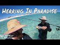 Herring  Fishing In Paradise | Awesome Fishing In Crystal Clear Water