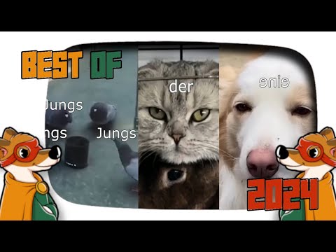 BEST OF 2024 - Lustige sprechende Tiere | 2homiedawgs
