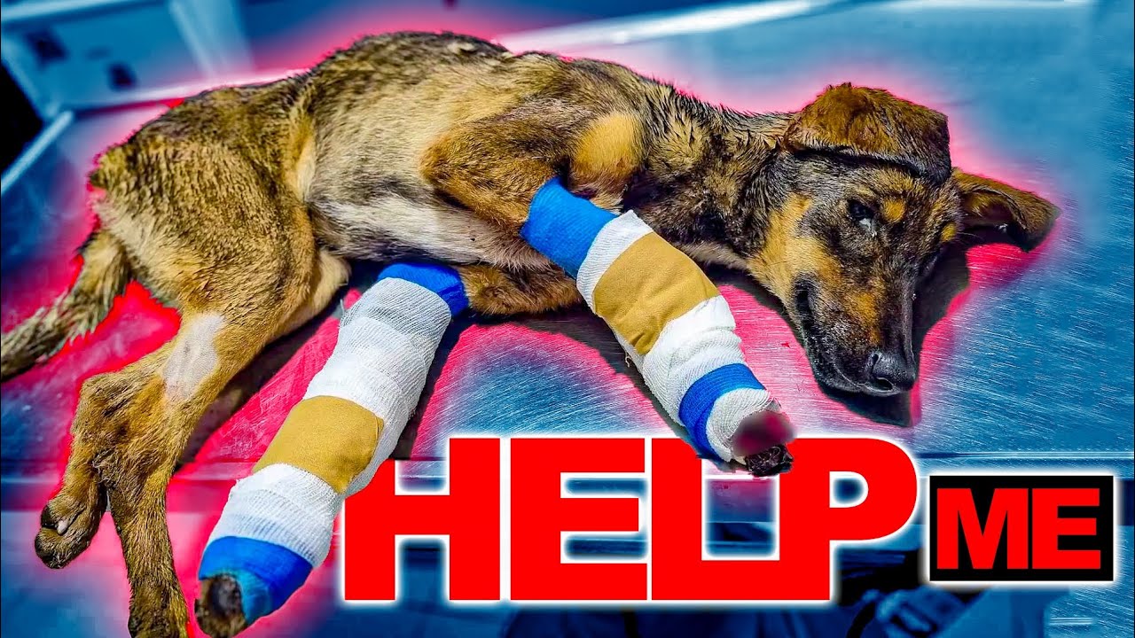 From Neglect to Love: Hazel's Inspirational Rescue Journey