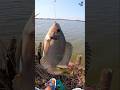 The Easiest Fishing Trick That Actually Works! 🎣 #shortvideo