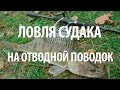 КАК ЛОВИТЬ СУДАКА на ОТВОДНОЙ ПОВОДОК