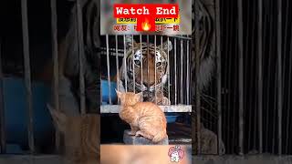 Tiger vs Cat fight #viral #youtube #youtubeshorts #alnoortiktok