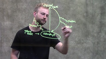 Excitation of Chlorophyll by Light