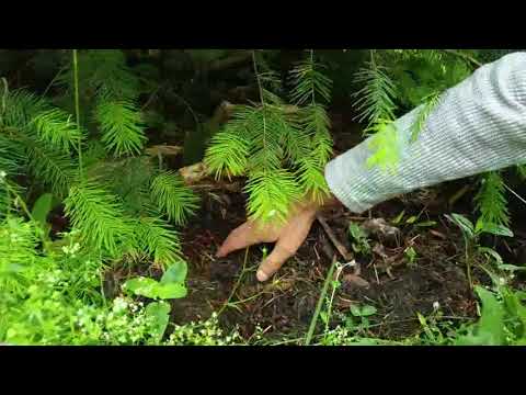 Video: Conifere In Campagna