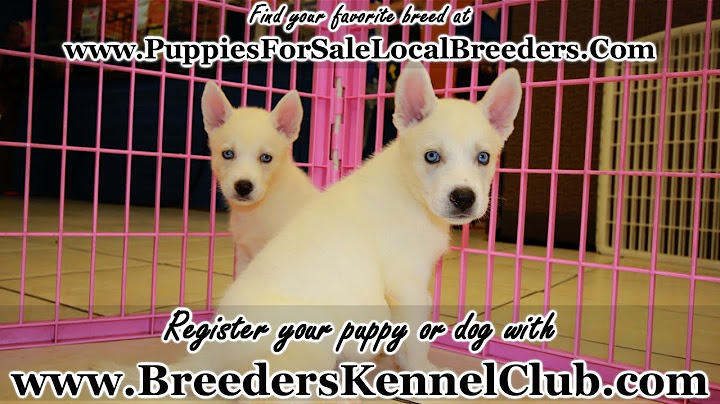 Video 353761: white siberian, female siberian