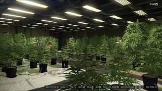 Gta v Online Biker Dlc Selling Weed Stock From Weed Farm