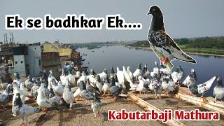 Kabutarbaji Mathura - Homebreed