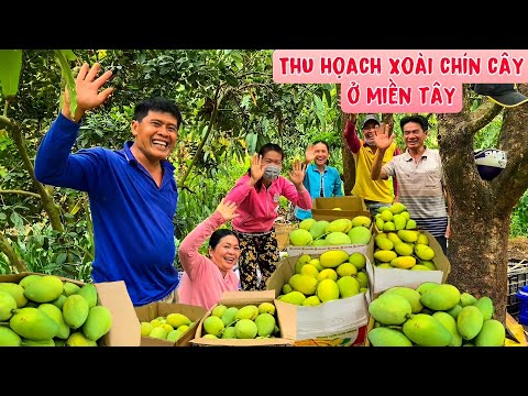 Video BẤT ĐẦU vào vụ thu hoạch xoài chín cây đầu mùa ở miền... - youtube