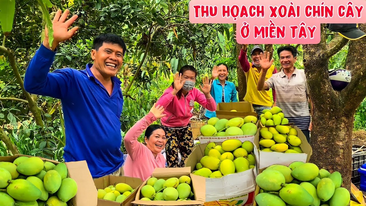 BẤT ĐẦU vào vụ thu hoạch xoài chín cây đầu mùa ở miền tây | HCL #129