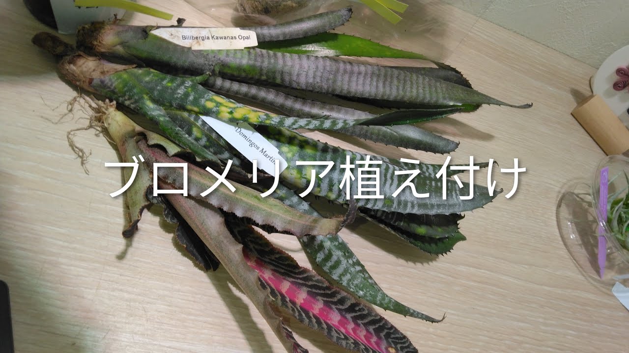 Potting Billbergia and Cryptanthus 9/21/2026 - YouTube
