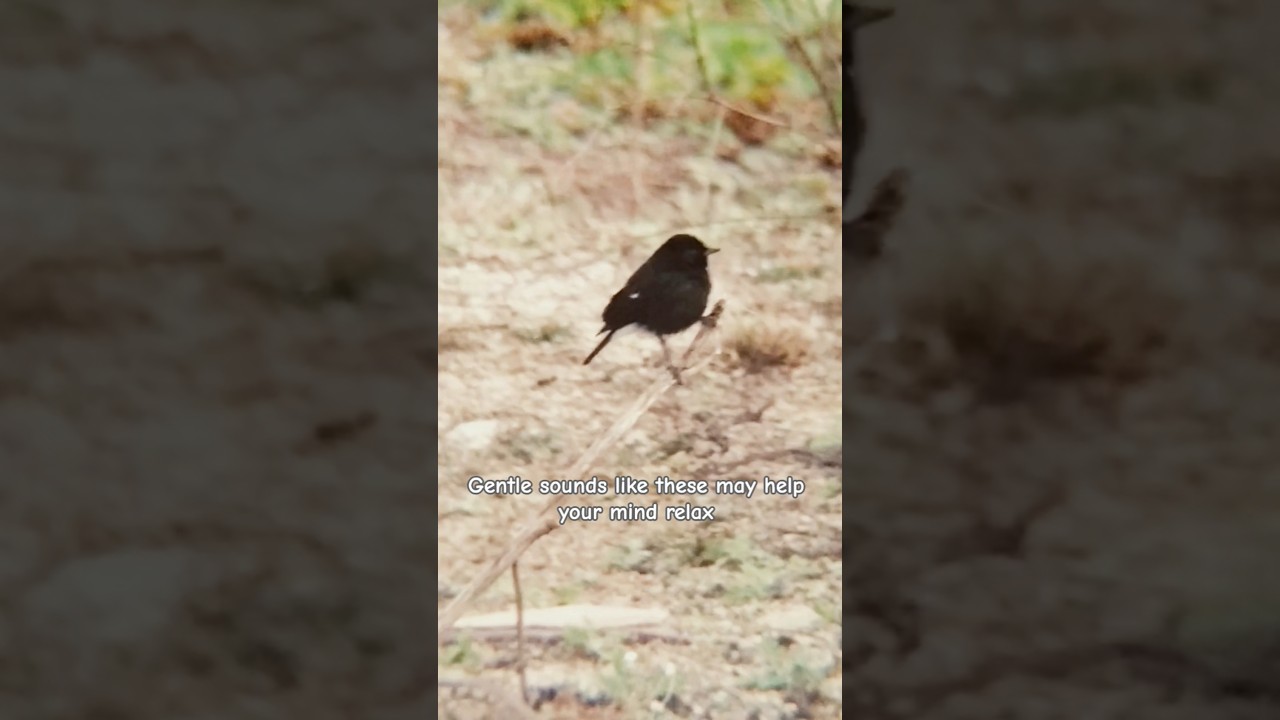 Pause for a moment&hellip; Let nature reset your mind 🌿🔊 ##happyhormone #mindblowingfacts#nature #morning