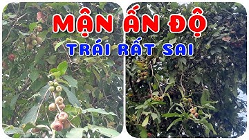 Cây Mận Ấn Độ trái rất sai | 0386569374 - Ngọc Ngân Bến Tre | Chuyên cây độc lạ