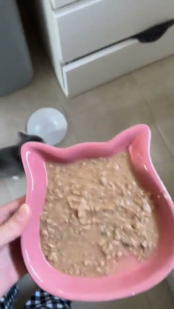 Très drôle le petite chaton